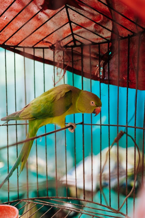 Close-up of a Green Parrot in a Cage 