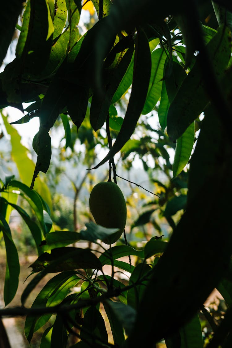 Mango Fruit Growing On A Tree 