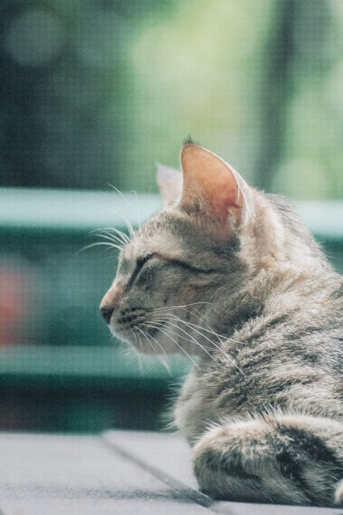açık hava, bakmak, başıboş kedi içeren Ücretsiz stok fotoğraf