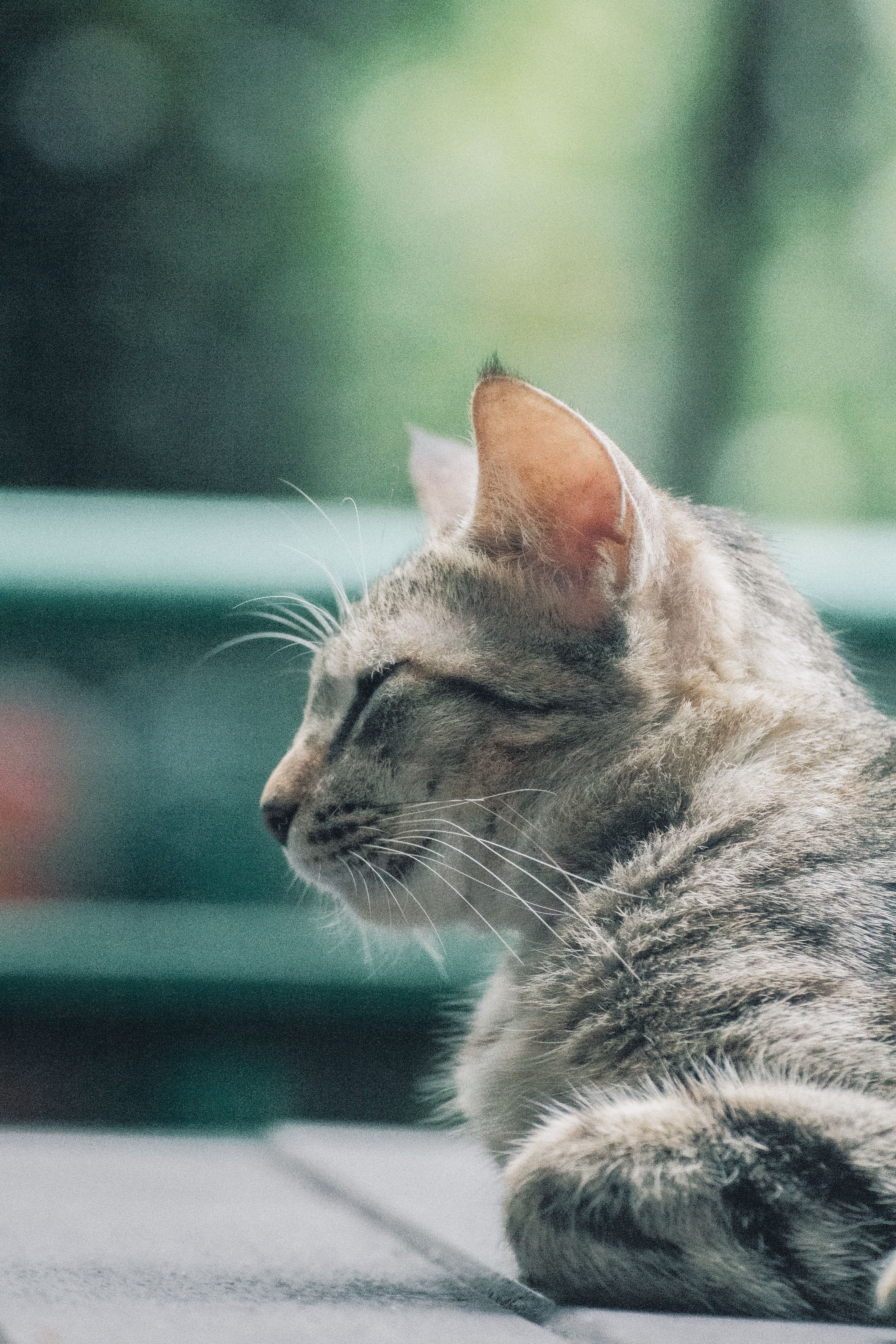 A cat is laying on a table with its eyes closed · Free Stock Photo