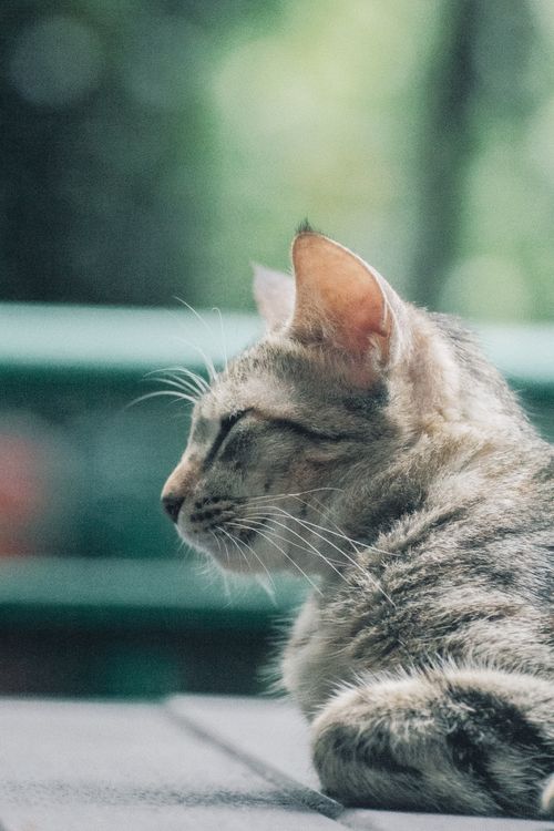 Free Close-up of a tabby cat resting outdoors with a serene, soft focus background. Stock Photo
