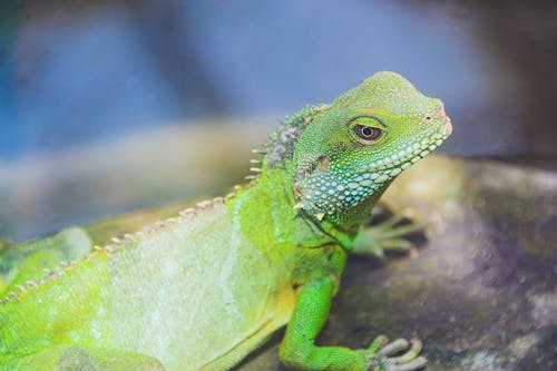 녹색 이구아나의 클로즈업 사진