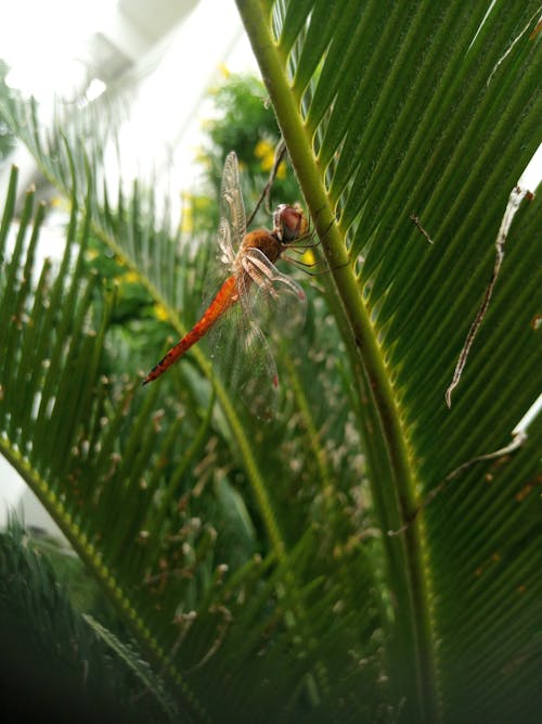 Red Dragonfly Sitting on a Palm Leaf