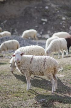 sheep