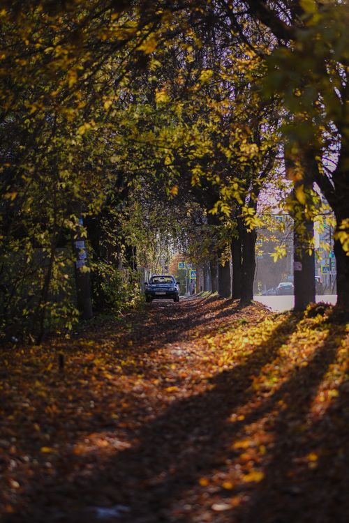 Free A car drives through a tree-lined road covered with autumn leaves, creating a serene scene. Stock Photo