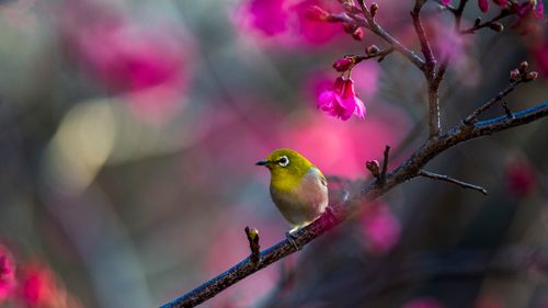 Free A Japanese White-eye bird perched on a branch amidst vibrant cherry blossoms, strikingly highlighting its natural beauty. Stock Photo