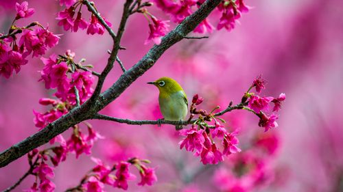 Free Japanese white-eye perched on a branch surrounded by vivid pink cherry blossoms, Taipei, Taiwan. Stock Photo