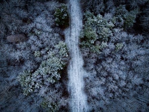 Road in a Coniferous Forest in Winter 