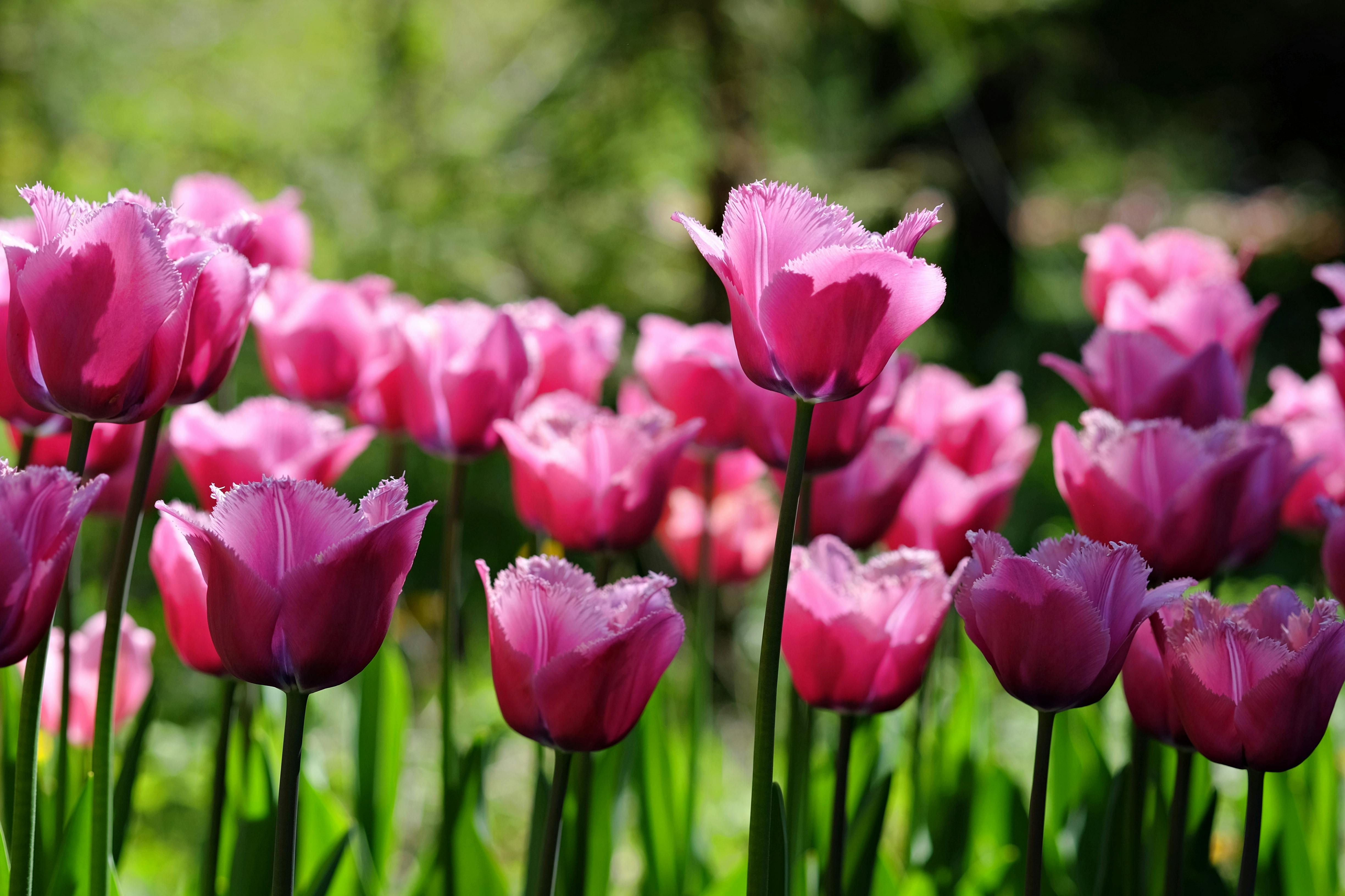 Ý nghĩa của hoa tulip xanh | bó hoa tulip xanh đẹp nhất 2023