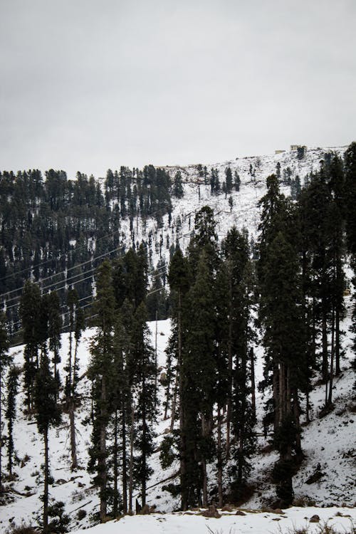 Immagine gratuita di foresta, freddo, inverno