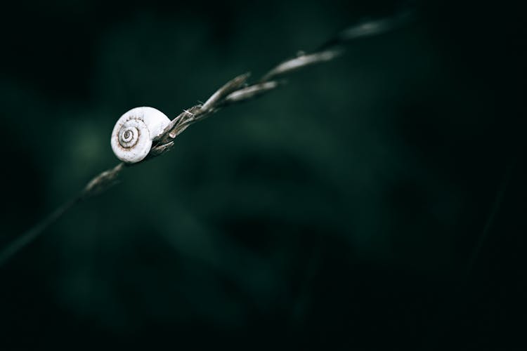 Close-up Of A Faded Snail Shell On Grass 