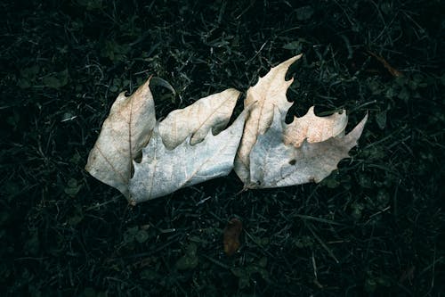 Dry Leaves on Dark Grass