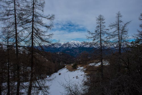 Fotobanka s bezplatnými fotkami na tému chladný, hory, les