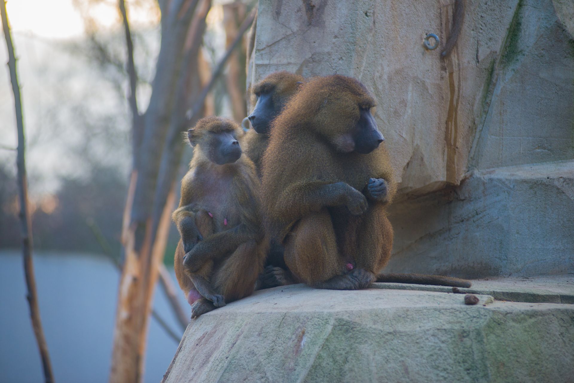 A family of baboons sitting closely on a rock, captured in a zoo setting.