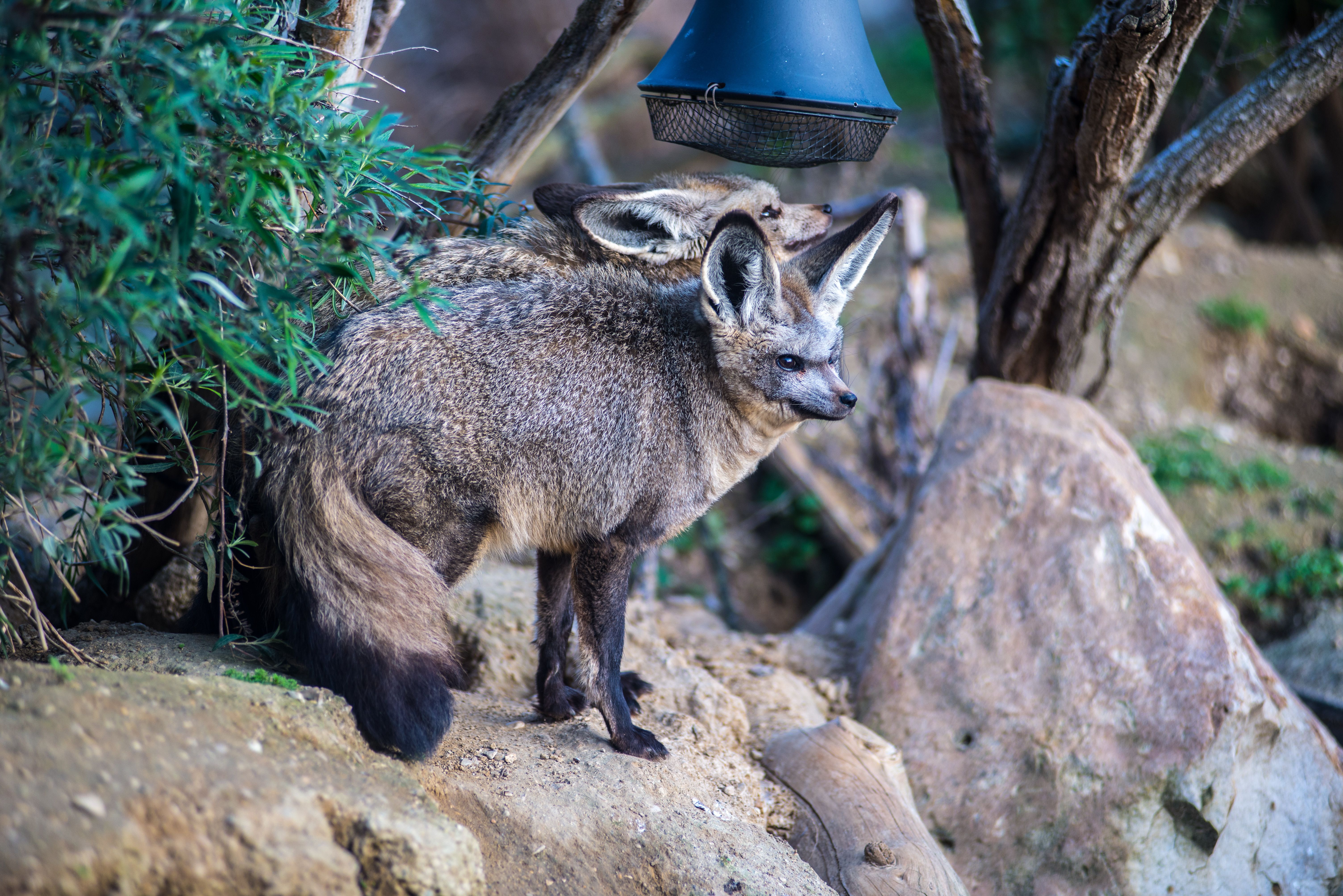 Bat Eared Fox Encounter