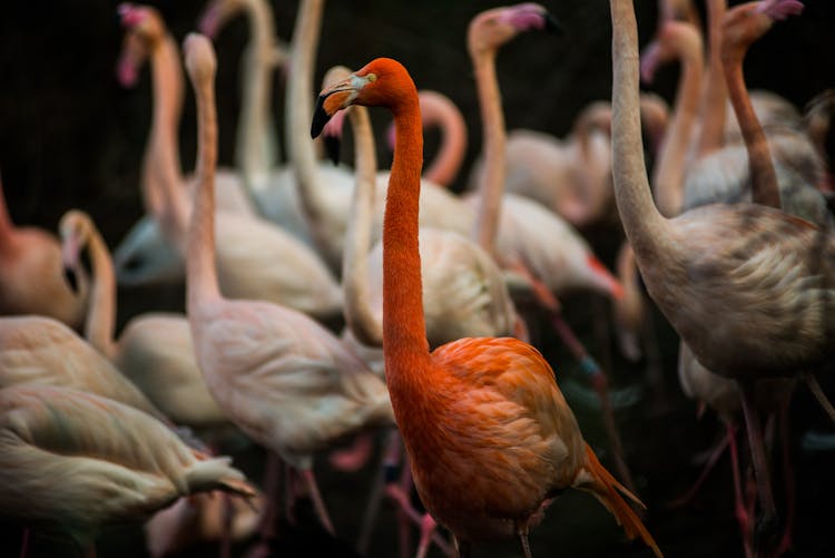 A Flamboyance Of Flamingos 