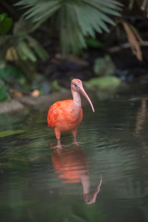 Безкоштовне стокове фото на тему «ibis, вертикальні постріл, вода»