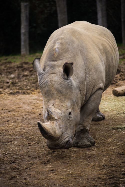 Free A solitary rhinoceros stands on dirt ground in a natural setting, showcasing its strong features. Stock Photo