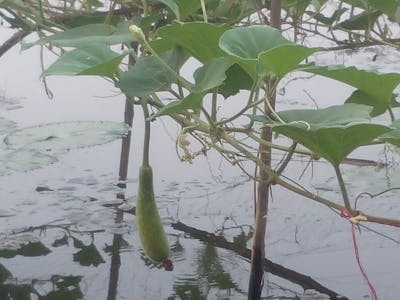 情人节语录 情人节语录文案