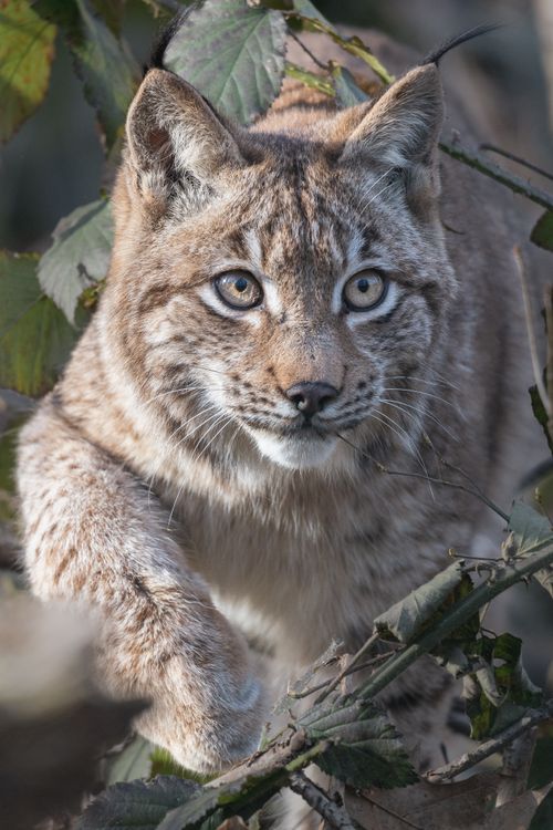 Free Close-up of a European lynx sneaking through forest foliage, capturing its wild beauty. Stock Photo