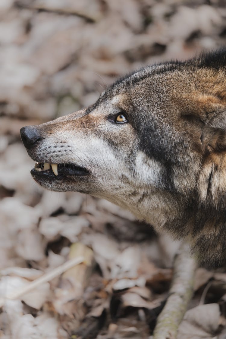 Close Up Of Wolf Head