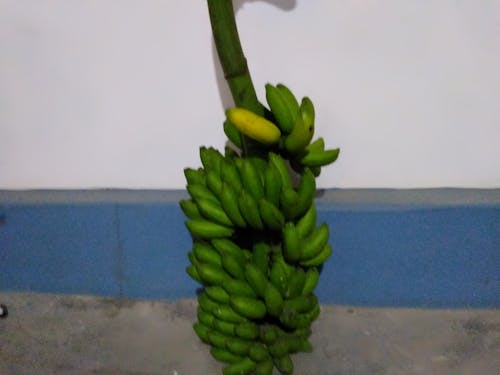 Naturholz Terrasse mit Blick auf Garten