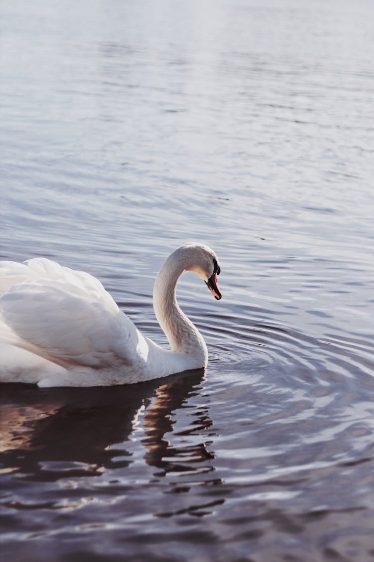 Swan In Water 