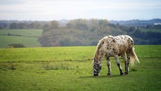 一匹斑点马在绿草如茵的牧场上平静地吃草，四周环绕着连绵起伏的丘陵