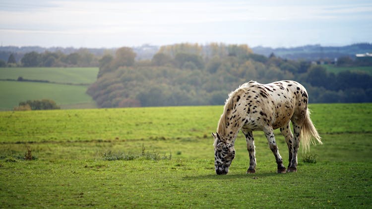 Horse Eating Grass