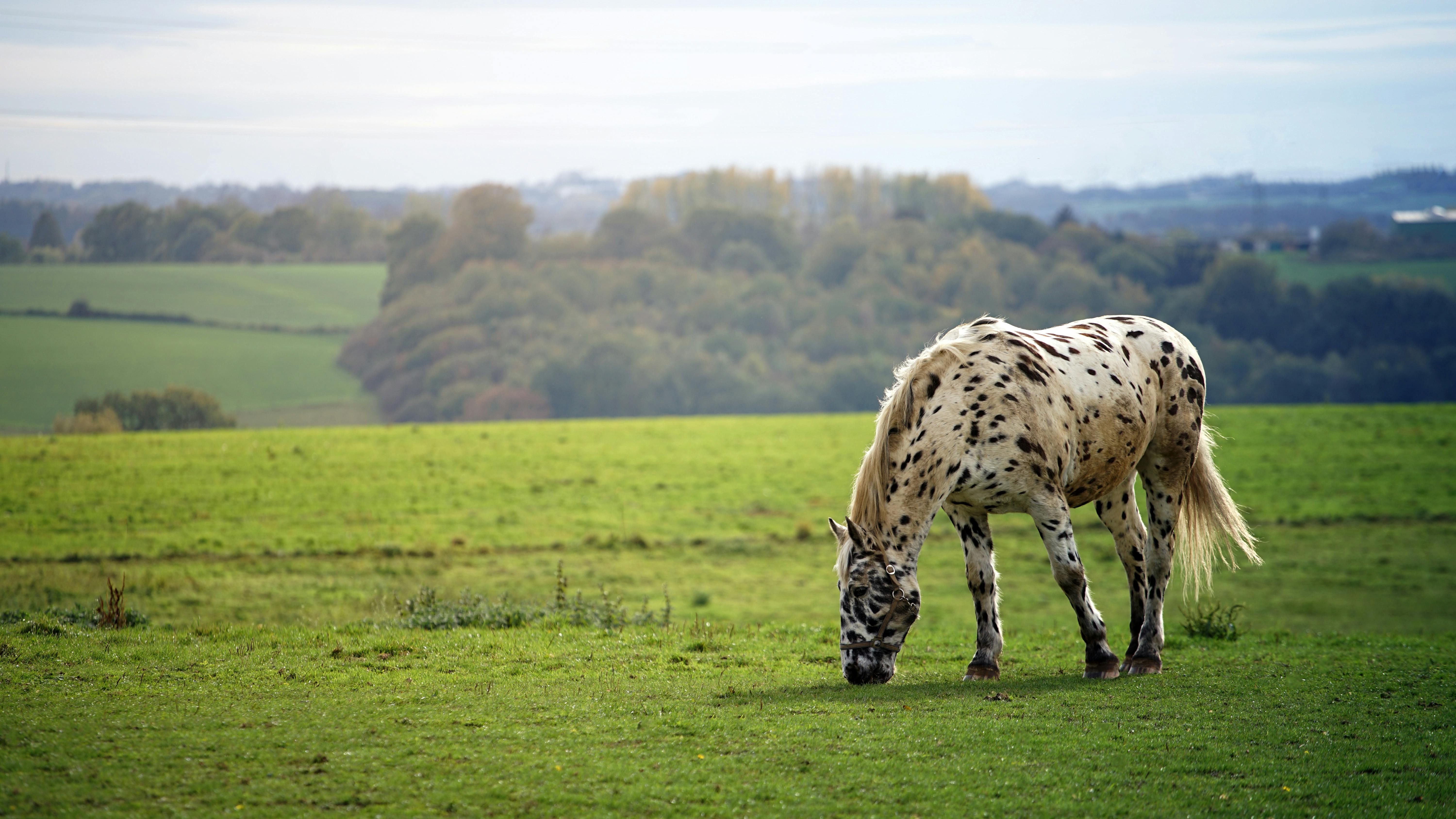 Horse Eating Grass · Free Stock Photo