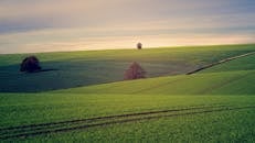 日落时分，宁静的乡村景色中，郁郁葱葱的绿色田野与远处的树木相映成趣