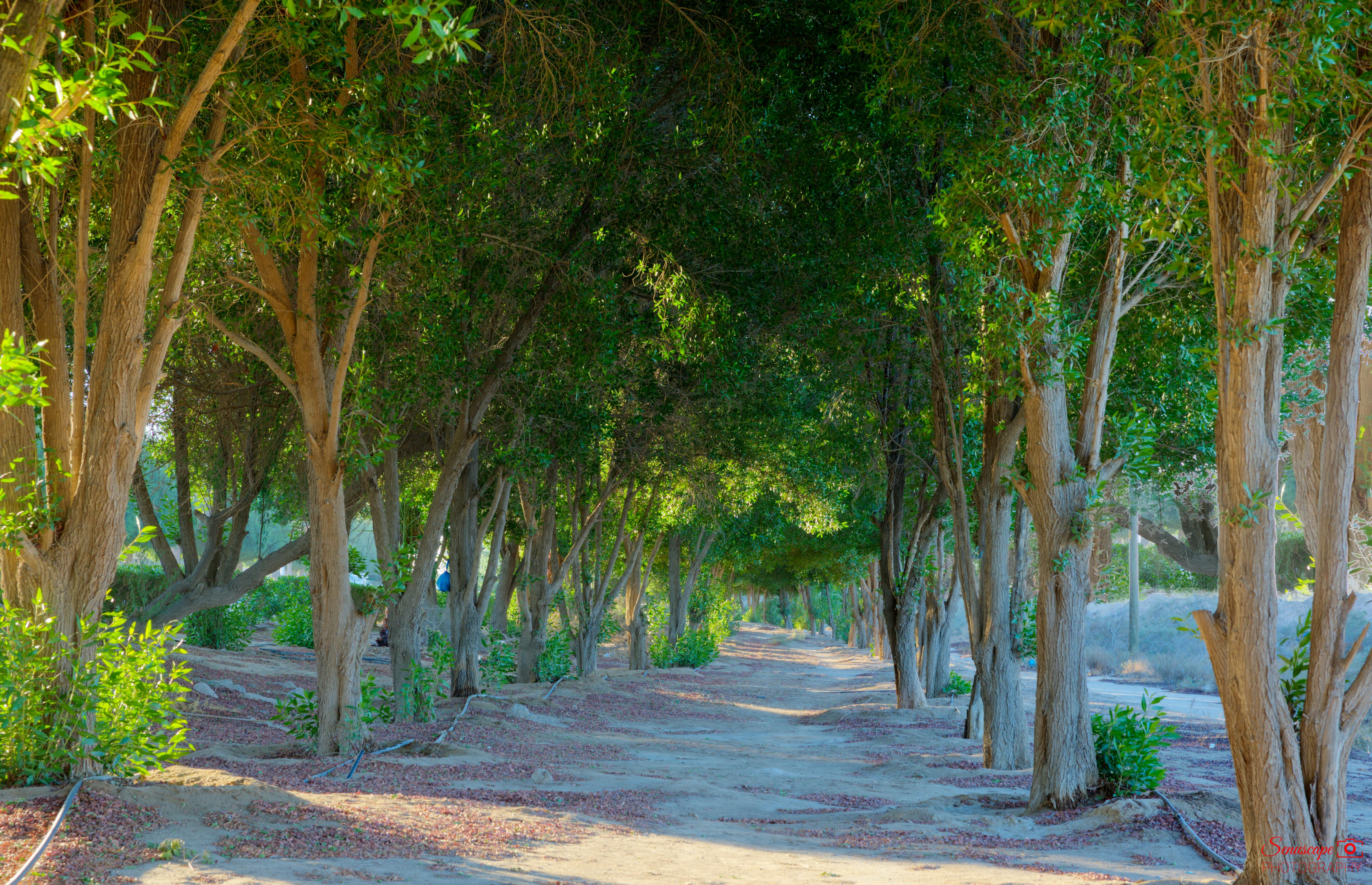 Free stock photo of Kuwait city, Kuwait tower