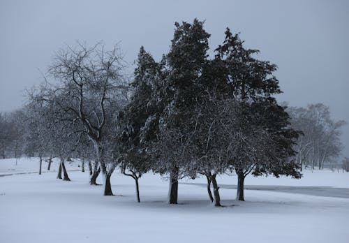 Coniferous Trees in Winter 