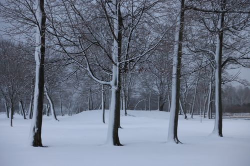 Free Serene snowy landscape with frosted trees at Cove Island Park in winter, Stamford, USA. Stock Photo