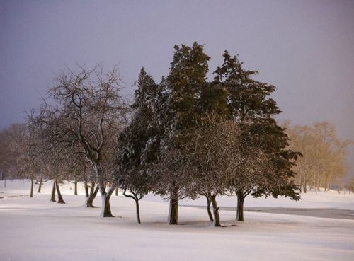 Free A tranquil winter scene featuring snow-covered trees in an open park landscape. Stock Photo
