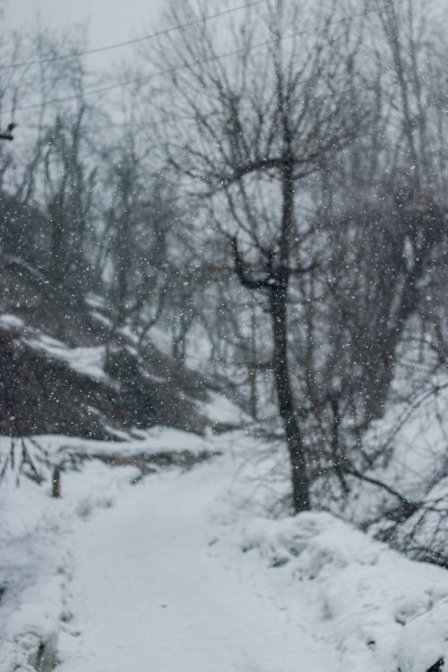 Free A serene snowy path in Srinagar, covered with fresh snow and surrounded by bare trees during winter snowfall. Stock Photo
