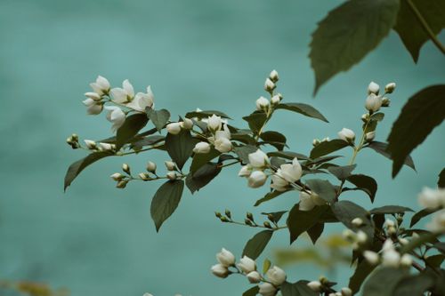 Free Close-up of mock-orange blossoms with lush green leaves on a calm teal backdrop. Stock Photo
