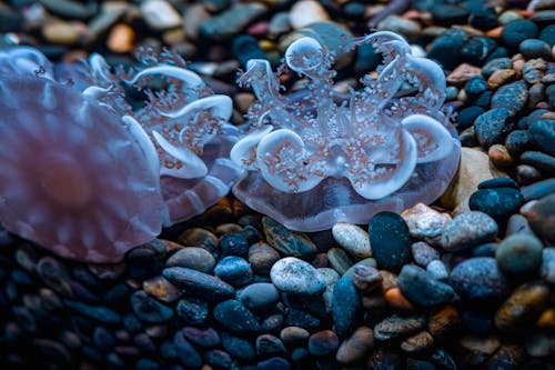 Immagine gratuita di avvicinamento, ciottoli, medusa