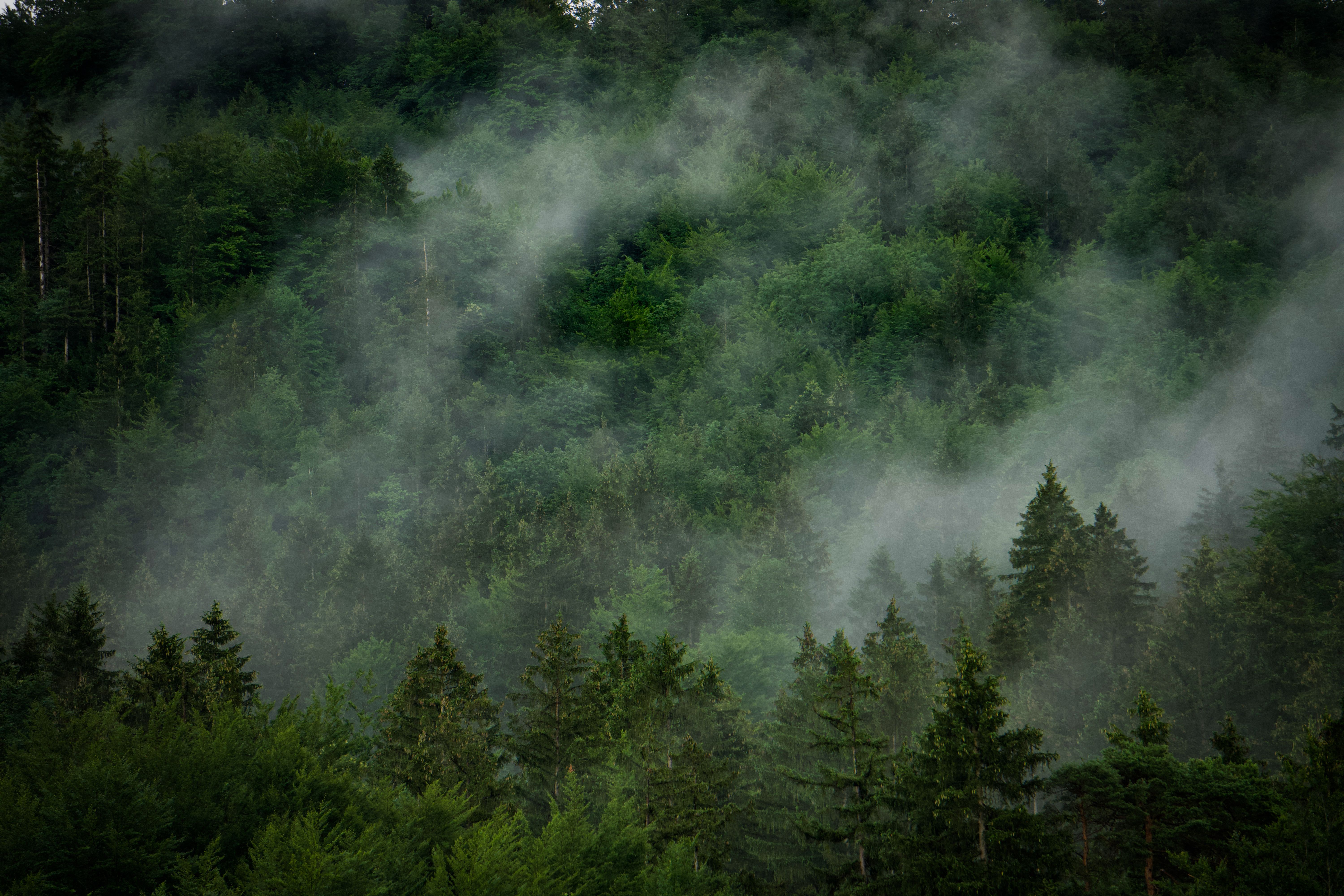 Aerial View of a Green Forest in Clouds · Free Stock Photo