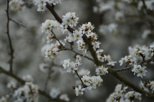 Close-up of Fruit Tree Branches with Delicate White Flowers