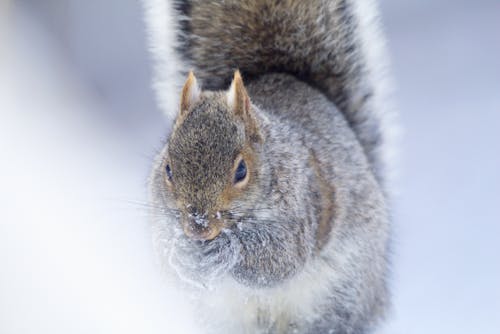 Ilmainen kuvapankkikuva tunnisteilla eläinkuvaus, flunssa, harmaa orava