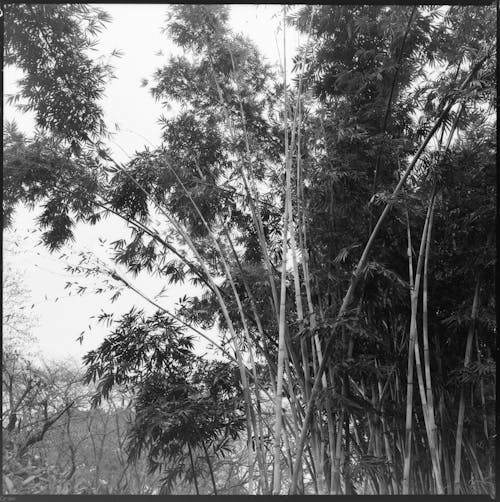 Black and White Photography of Bamboo Plants