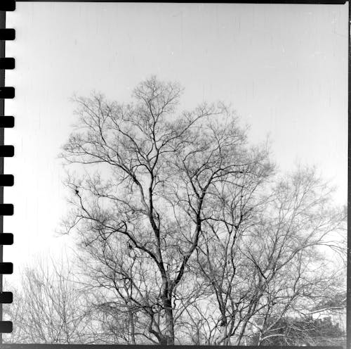 Fotobanka s bezplatnými fotkami na tému analógová fotografia, čierny a biely, holý strom