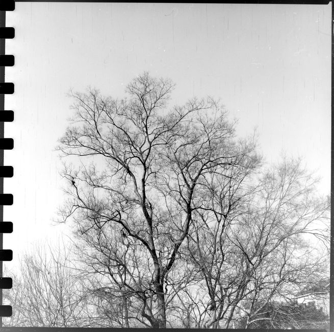 Black and white photo of a leafless tree with intricate branches reaching into a clear sky.
