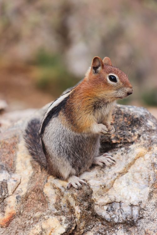 Free Adorable chipmunk sitting on a rock in Teton Village, showcasing wildlife beauty. Stock Photo