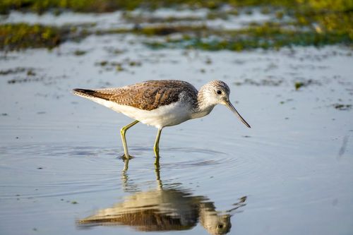Free A common greenshank wading through water in Fuseta, Portugal, showcasing its natural habitat. Stock Photo