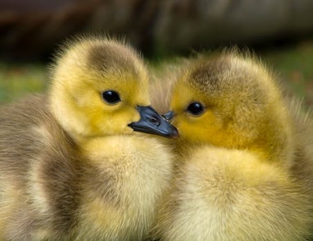 2 Yellow Ducklings Closeup Photography