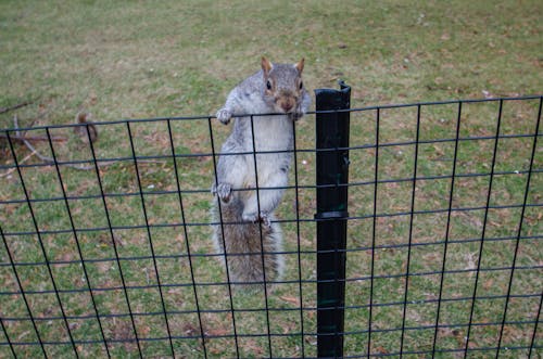 Squirrel Climbing Fence