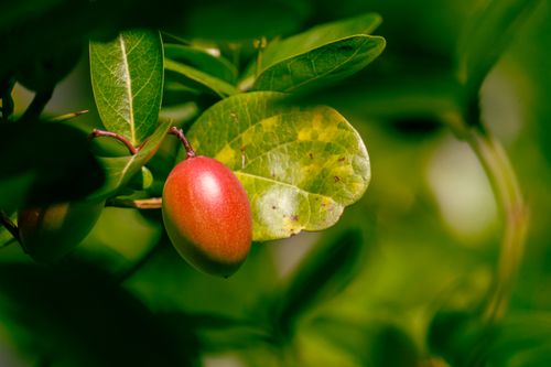 Free Detailed close-up of a tropical fruit amid lush green leaves. Ideal for nature themes. Stock Photo