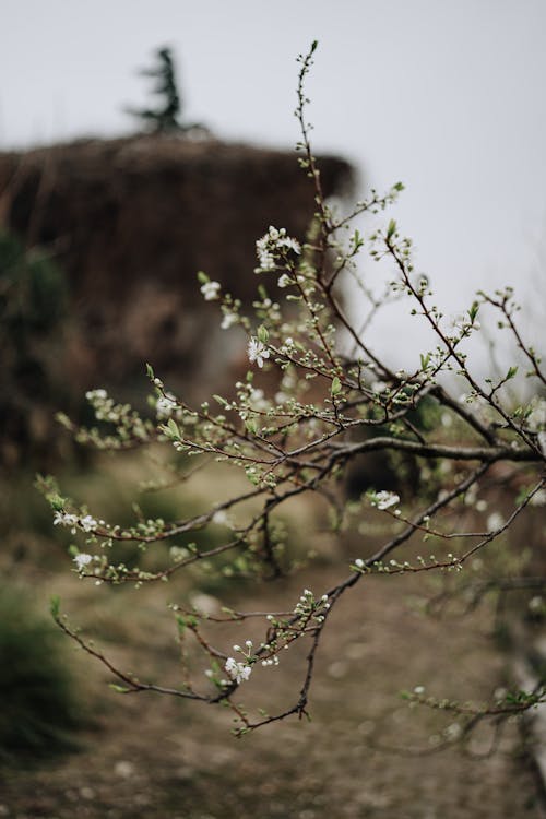 Fotobanka s bezplatnými fotkami na tému biele kvety, flóra, jar